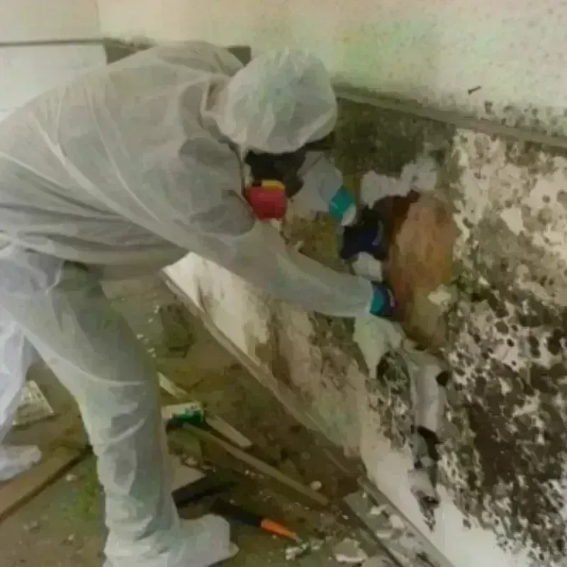 Mold Remediation and Removal in Florence, OR